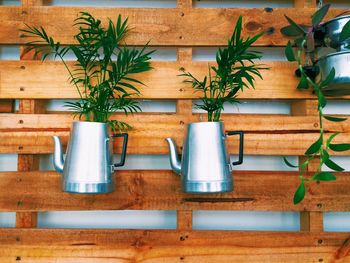 Potted plants on wooden wall