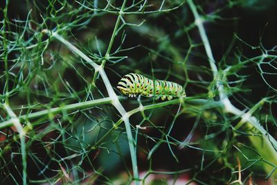 Close-up of caterpillar on stem