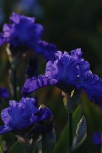 Close-up of purple flowering plants