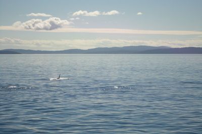 View of ducks swimming in sea