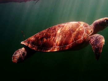 Close-up of tortoise on leaf