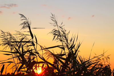 Close-up of silhouette plants against orange sky