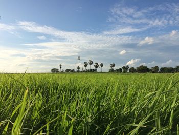 Scenic view of agricultural field against sky