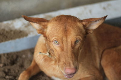 Close-up portrait of ginger dog