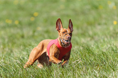 Pharaoh hound dog in red shirt running and chasing lure in the field on coursing competition