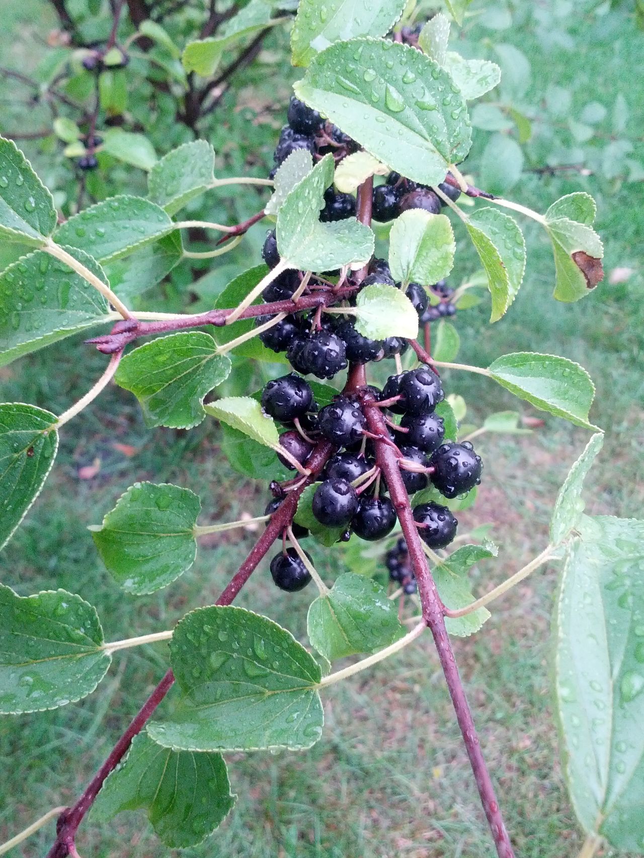 Tree fruit maybe