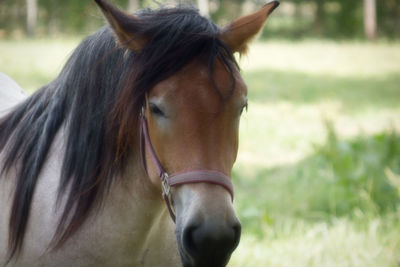 Horse in ranch