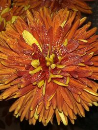 Close-up of water lily blooming in pond