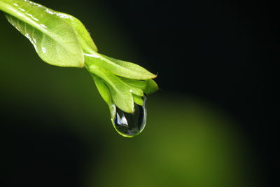 Close-up of green leaf on plant