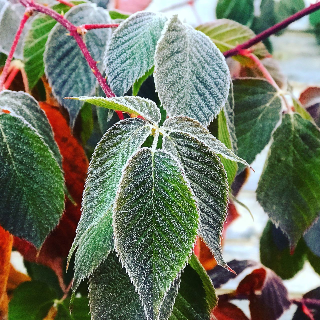 CLOSE-UP OF SNOW ON PLANT