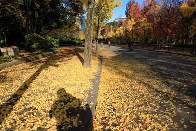 Shadow of trees on park during autumn