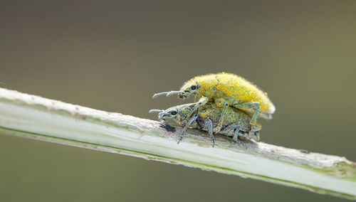 Close-up of insect