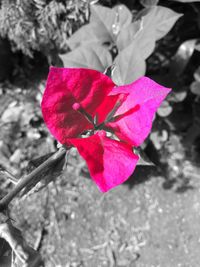 Close-up of flower blooming outdoors