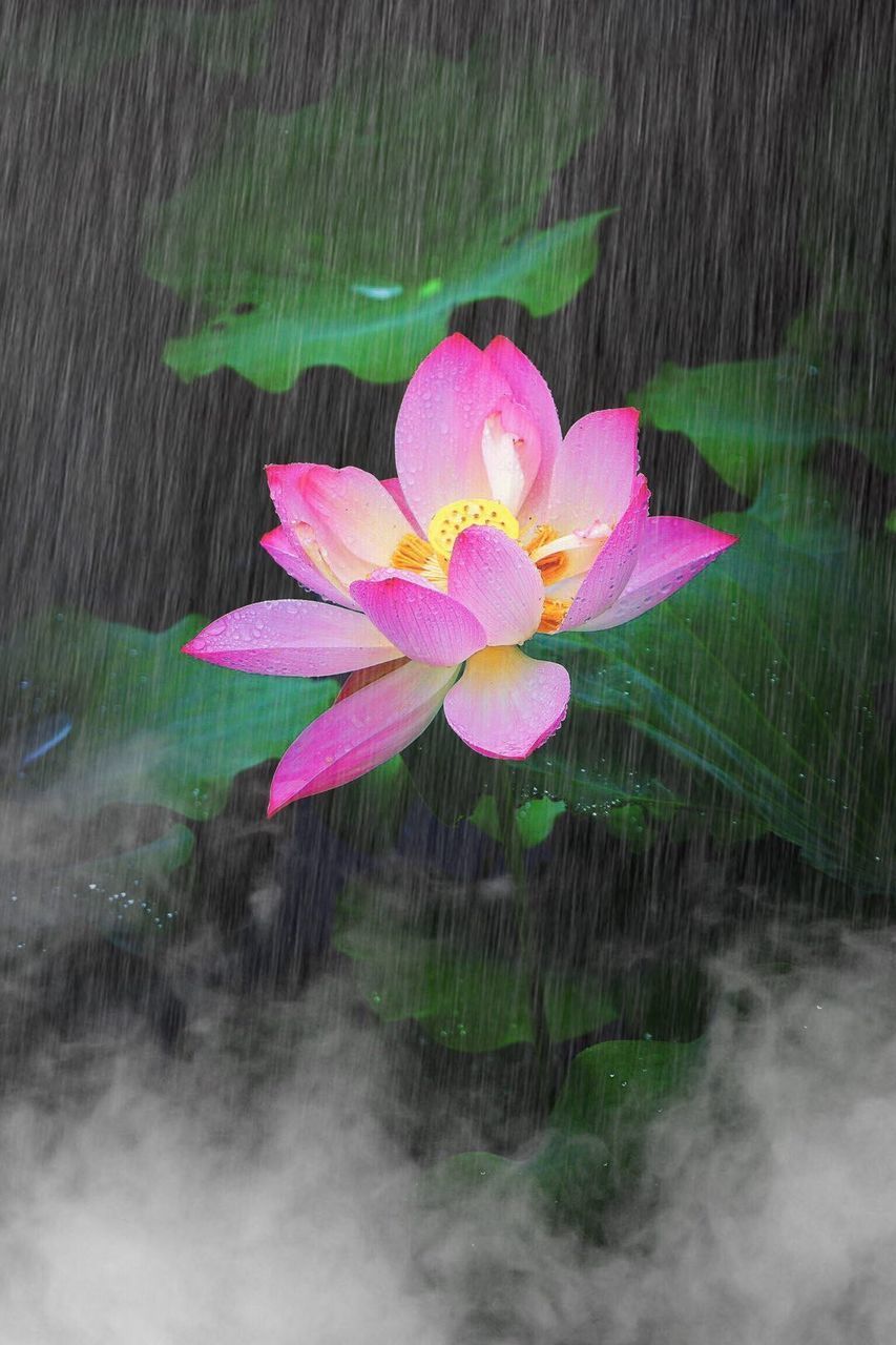 CLOSE-UP OF WATER LILY IN LAKE