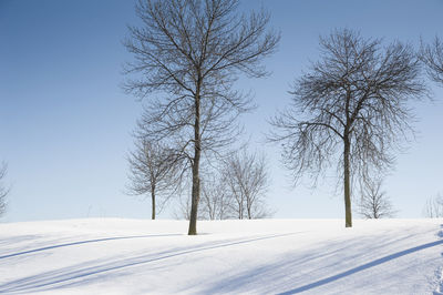 Bare trees on snow covered landscape