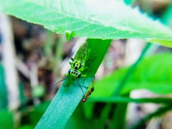 Close-up of insect on leaf