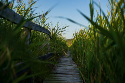 Wooden deck in the weeds