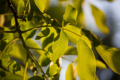 Close-up of yellow leaves on tree