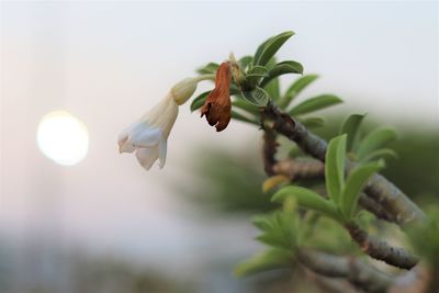 Close-up of plant against blurred background