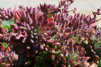 Close-up of flowers