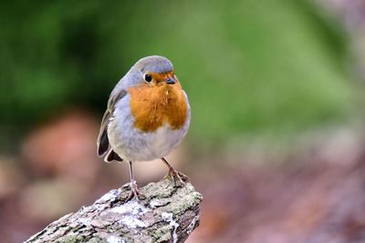 Close-up of bird perching on wood