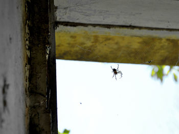 Close-up of spider on wall