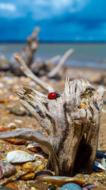 Driftwood on sand and pebble beach low level close up view with red ladybird beetle in foreground