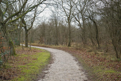 Dirt road amidst bare trees in forest