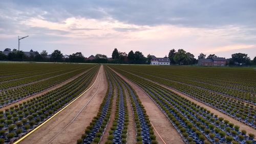 Panoramic view of agricultural field against sky during sunset