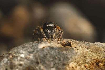 Close-up of spider on rock