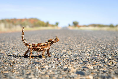 Close-up of lizard against sky