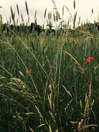 Close-up of red flowers growing in field