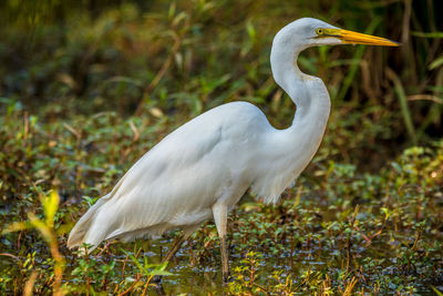 White duck in a bird