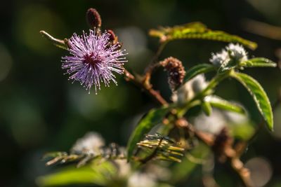 Close-up of purple flowering plant