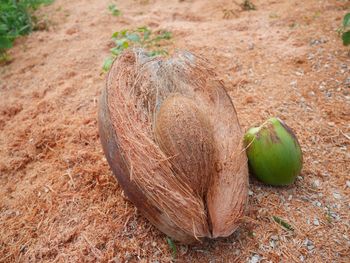 High angle view of fruit on field