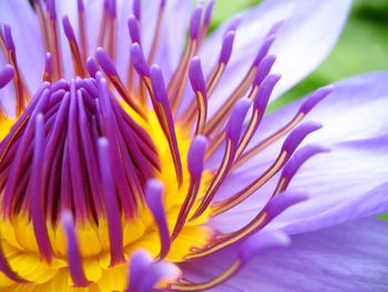 Close-up of yellow flower