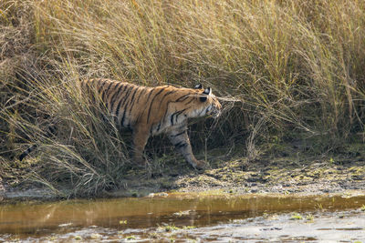 Side view of horse drinking water