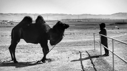 Side view of woman standing by bactrian camel on field
