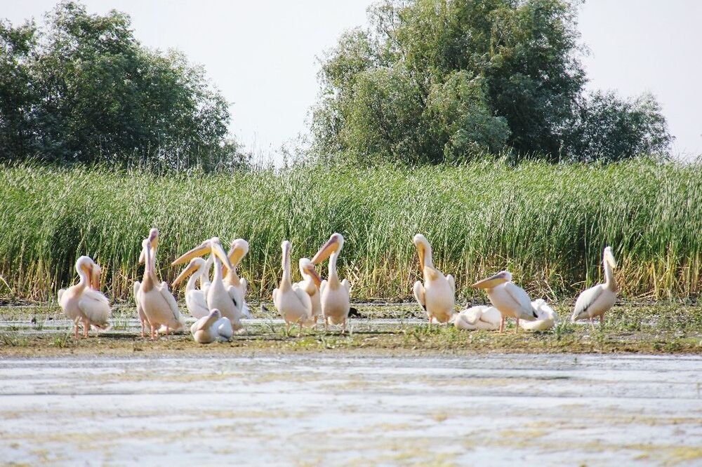 Danube delta ,romania