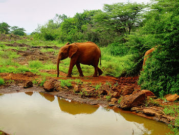 Elephant in a lake