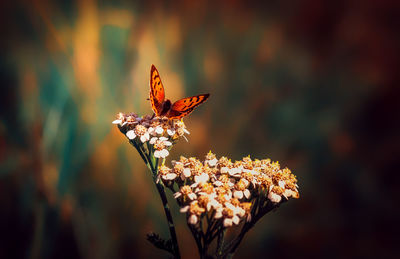 Close-up of butterfly on plant