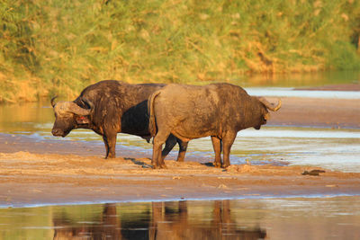 Side view of horse drinking water