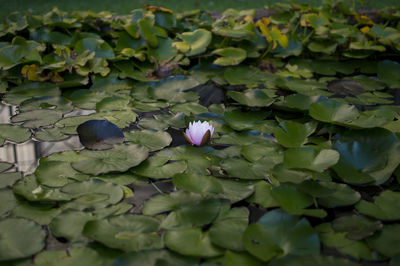 Close-up of lotus water lily in lake