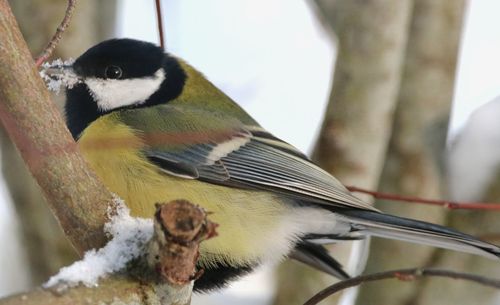 Close-up of bird perching outdoors