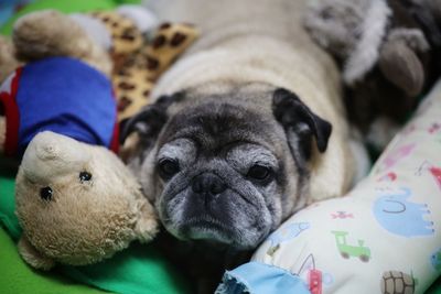 Portrait of dog relaxing on bed