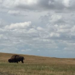 Horse grazing on field against sky