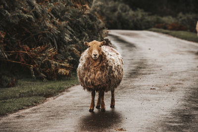 Portrait of sheep standing on a road 