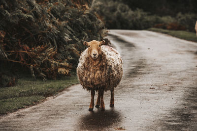 Portrait of cat standing on road