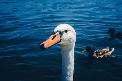 Swan and ducks swimming on lake