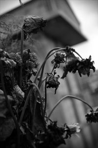 Close-up of plant against blurred background